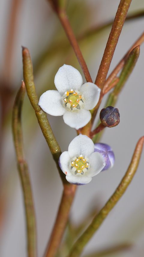 Download wallpaper 2160x3840 flowers, petals, branches, blur samsung galaxy s4, s5, note, sony xperia z, z1, z2, z3, htc one, lenovo vibe hd background
