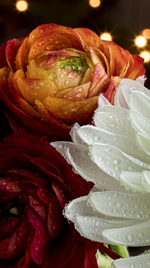 Download wallpaper 2160x3840 flowers, petals, drops, rain, macro samsung galaxy s4, s5, note, sony xperia z, z1, z2, z3, htc one, lenovo vibe hd background