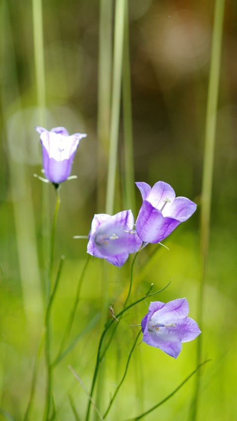 Download wallpaper 2160x3840 flowers, purple, plant, macro, blur samsung galaxy s4, s5, note, sony xperia z, z1, z2, z3, htc one, lenovo vibe hd background