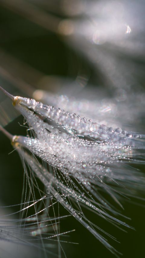 Download wallpaper 2160x3840 fluff, dew, drops, macro samsung galaxy s4, s5, note, sony xperia z, z1, z2, z3, htc one, lenovo vibe hd background