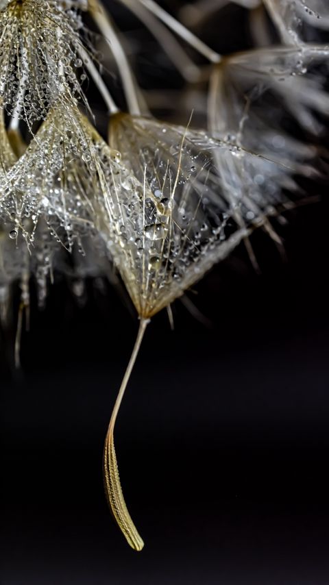 Download wallpaper 2160x3840 fluff, drops, macro, darkness samsung galaxy s4, s5, note, sony xperia z, z1, z2, z3, htc one, lenovo vibe hd background