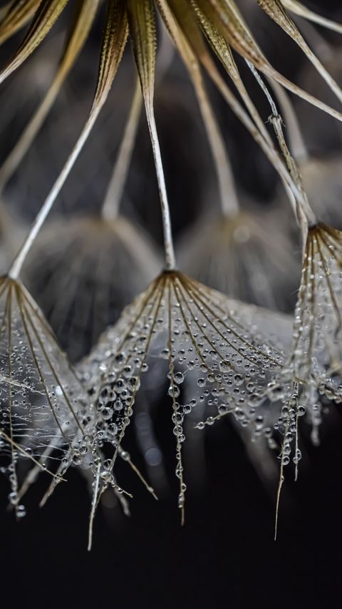 Download wallpaper 2160x3840 fluff, drops, water, macro samsung galaxy s4, s5, note, sony xperia z, z1, z2, z3, htc one, lenovo vibe hd background