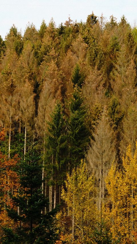 Download wallpaper 2160x3840 forest, autumn, trees, landscape samsung galaxy s4, s5, note, sony xperia z, z1, z2, z3, htc one, lenovo vibe hd background