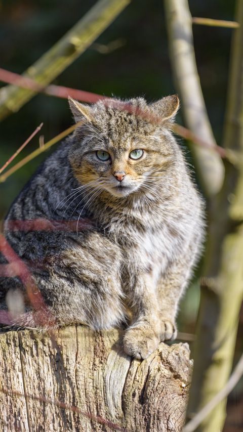 Download wallpaper 2160x3840 forest cat, tree, wildlife, animal samsung galaxy s4, s5, note, sony xperia z, z1, z2, z3, htc one, lenovo vibe hd background