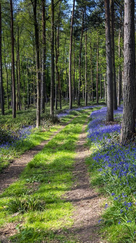 Download wallpaper 2160x3840 forest, trail, flowers, spring, nature samsung galaxy s4, s5, note, sony xperia z, z1, z2, z3, htc one, lenovo vibe hd background