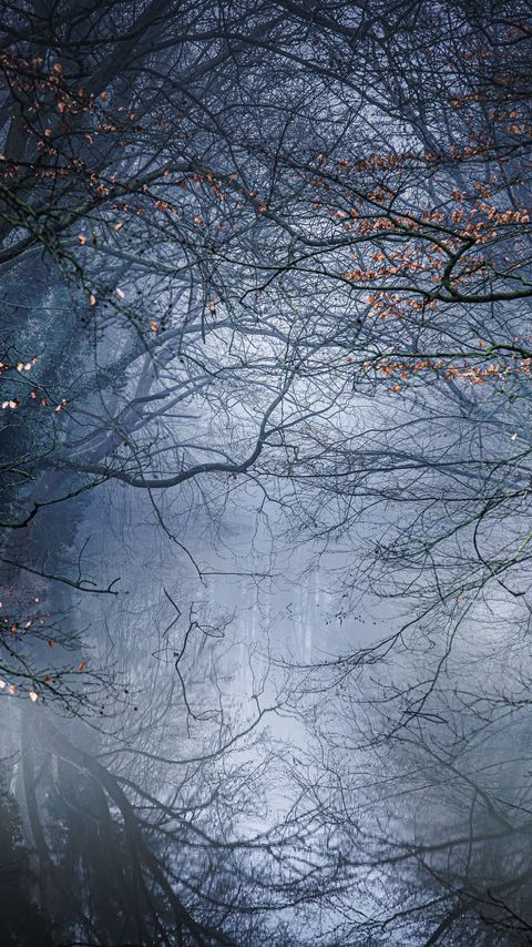 Download wallpaper 2160x3840 forest, trees, fog, leaves, autumn, nature samsung galaxy s4, s5, note, sony xperia z, z1, z2, z3, htc one, lenovo vibe hd background