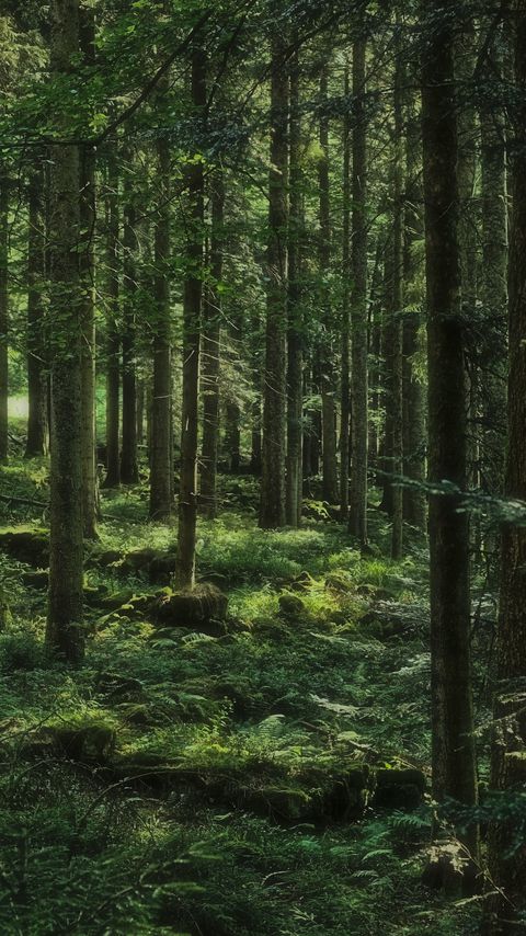 Download wallpaper 2160x3840 forest, trees, grass, stones, nature samsung galaxy s4, s5, note, sony xperia z, z1, z2, z3, htc one, lenovo vibe hd background