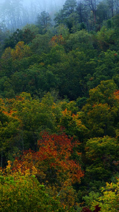 Download wallpaper 2160x3840 forest, trees, leaves, autumn samsung galaxy s4, s5, note, sony xperia z, z1, z2, z3, htc one, lenovo vibe hd background