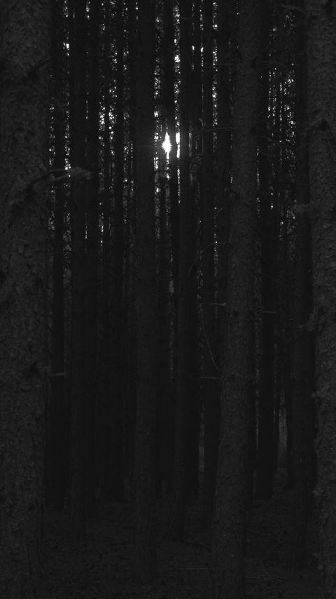 Download wallpaper 2160x3840 forest, trees, light, darkness samsung galaxy s4, s5, note, sony xperia z, z1, z2, z3, htc one, lenovo vibe hd background