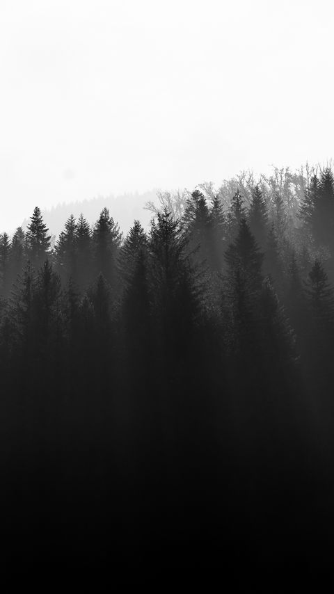 Download wallpaper 2160x3840 forest, trees, light, black and white samsung galaxy s4, s5, note, sony xperia z, z1, z2, z3, htc one, lenovo vibe hd background