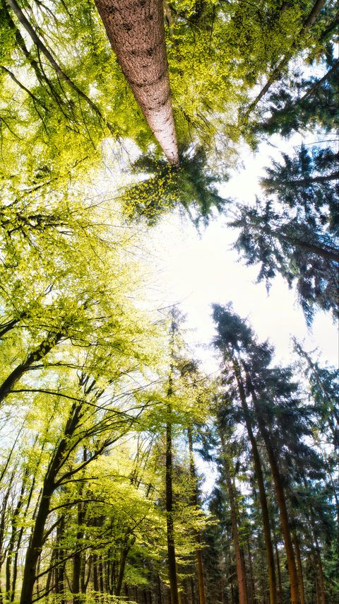 Download wallpaper 2160x3840 forest, trees, panorama, nature samsung galaxy s4, s5, note, sony xperia z, z1, z2, z3, htc one, lenovo vibe hd background