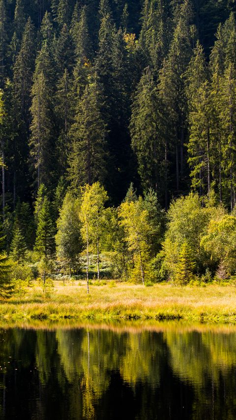 Download wallpaper 2160x3840 forest, trees, shore, river, reflection samsung galaxy s4, s5, note, sony xperia z, z1, z2, z3, htc one, lenovo vibe hd background