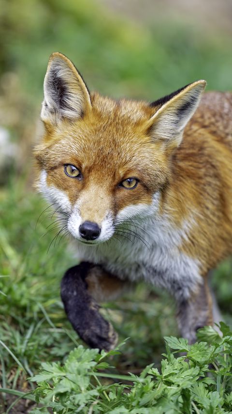 Download wallpaper 2160x3840 fox, glance, movement, paw, wildlife, grass samsung galaxy s4, s5, note, sony xperia z, z1, z2, z3, htc one, lenovo vibe hd background