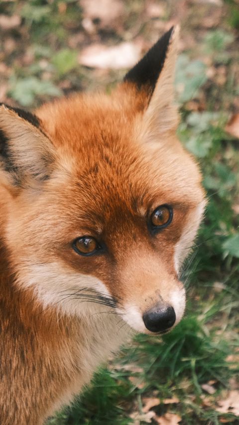 Download wallpaper 2160x3840 fox, glance, wildlife, animal samsung galaxy s4, s5, note, sony xperia z, z1, z2, z3, htc one, lenovo vibe hd background