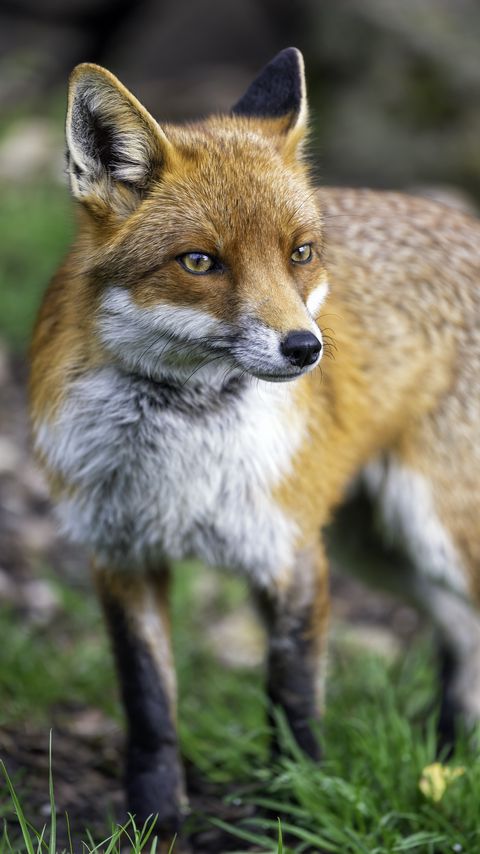 Download wallpaper 2160x3840 fox, predator, grass, wildlife samsung galaxy s4, s5, note, sony xperia z, z1, z2, z3, htc one, lenovo vibe hd background