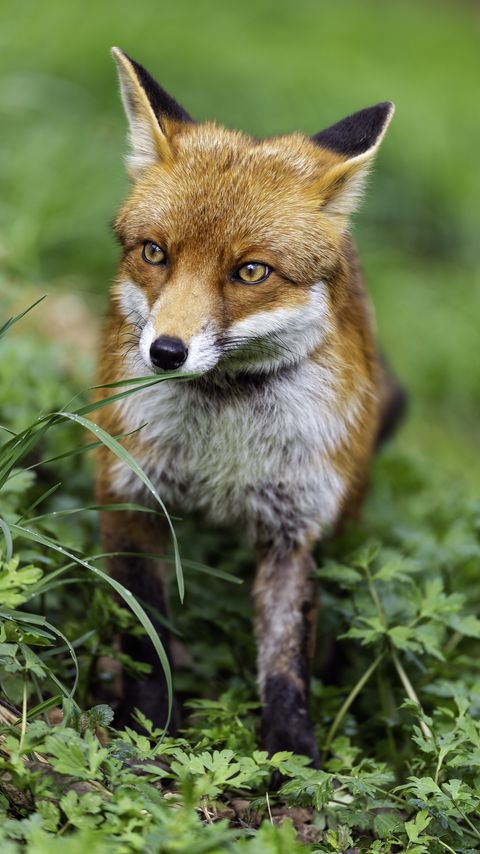 Download wallpaper 2160x3840 fox, wildlife, grass samsung galaxy s4, s5, note, sony xperia z, z1, z2, z3, htc one, lenovo vibe hd background