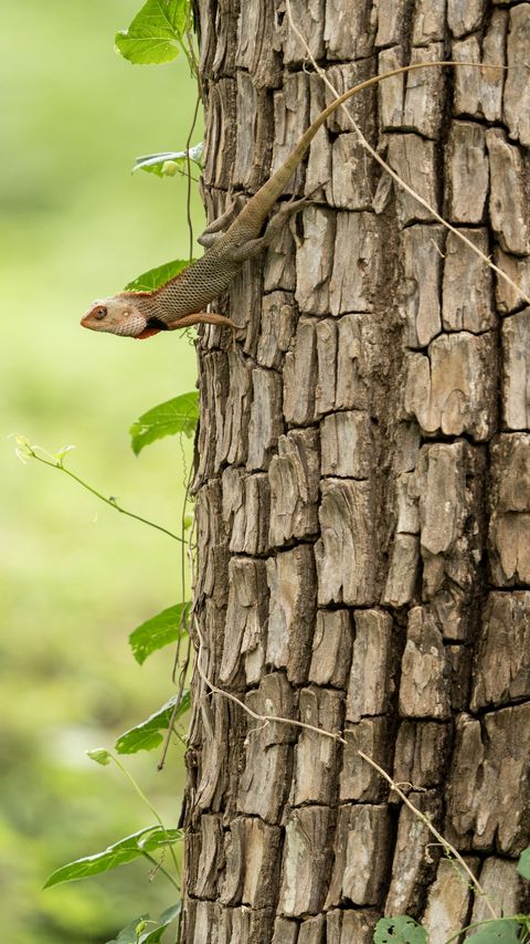 Download wallpaper 2160x3840 gecko, lizard, reptile, bark, tree samsung galaxy s4, s5, note, sony xperia z, z1, z2, z3, htc one, lenovo vibe hd background
