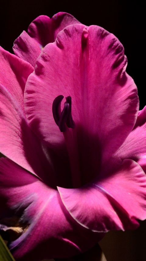 Download wallpaper 2160x3840 gladiolus, flower, petals, macro samsung galaxy s4, s5, note, sony xperia z, z1, z2, z3, htc one, lenovo vibe hd background