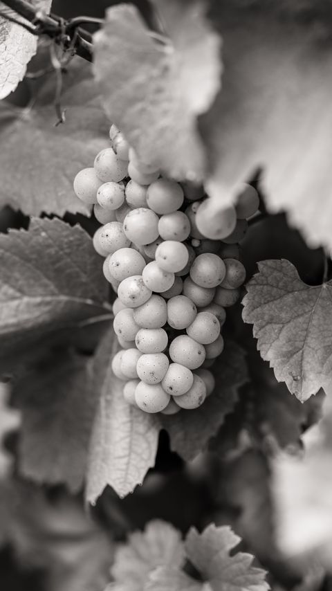 Download wallpaper 2160x3840 grapes, fruits, leaves, black and white samsung galaxy s4, s5, note, sony xperia z, z1, z2, z3, htc one, lenovo vibe hd background