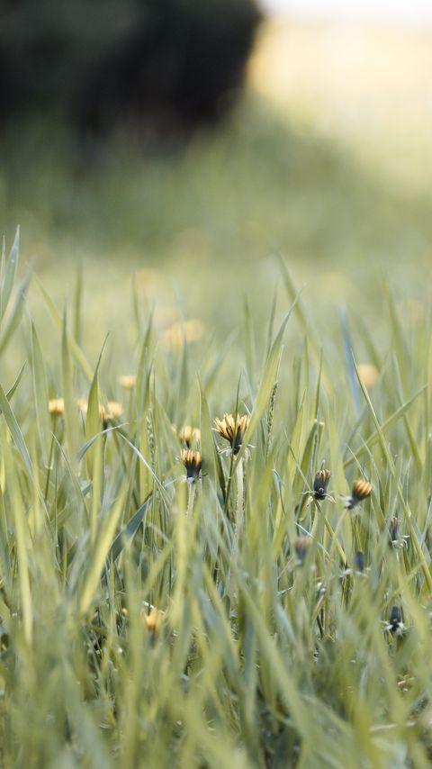Download wallpaper 2160x3840 grass, dandelions, flowers, blur, green samsung galaxy s4, s5, note, sony xperia z, z1, z2, z3, htc one, lenovo vibe hd background
