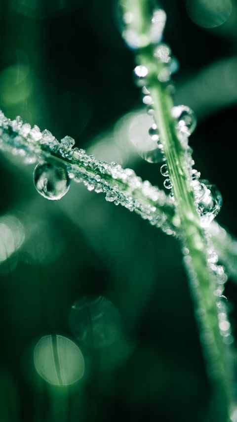 Download wallpaper 2160x3840 grass, dew, water, drops, macro samsung galaxy s4, s5, note, sony xperia z, z1, z2, z3, htc one, lenovo vibe hd background