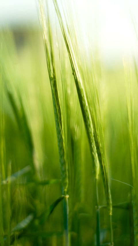 Download wallpaper 2160x3840 grass, ears, blur, macro, green samsung galaxy s4, s5, note, sony xperia z, z1, z2, z3, htc one, lenovo vibe hd background