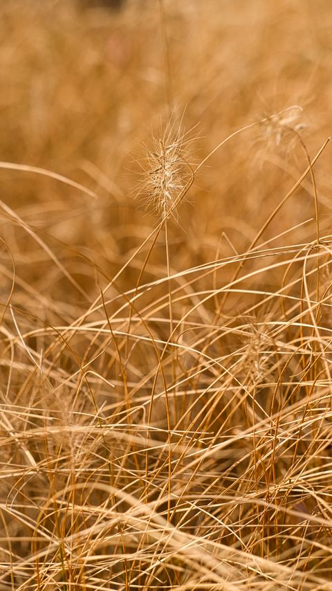 Download wallpaper 2160x3840 grass, ears, dry, macro, brown samsung galaxy s4, s5, note, sony xperia z, z1, z2, z3, htc one, lenovo vibe hd background