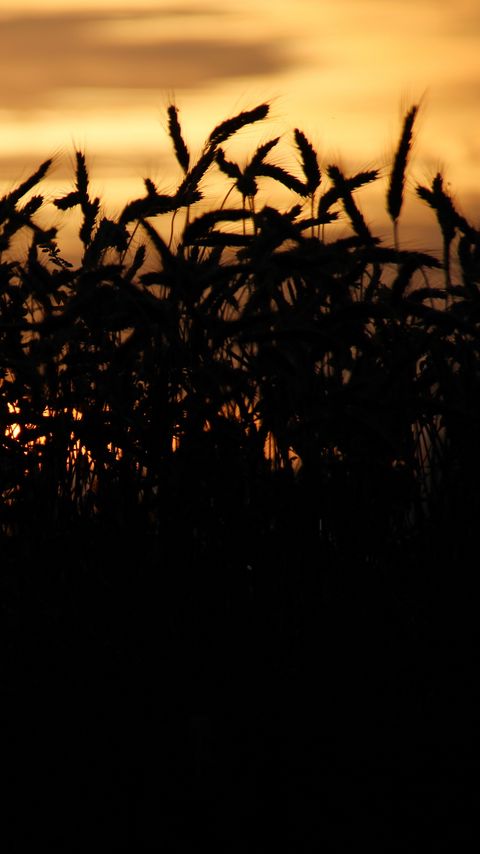 Download wallpaper 2160x3840 grass, ears, silhouettes, twilight, dark samsung galaxy s4, s5, note, sony xperia z, z1, z2, z3, htc one, lenovo vibe hd background