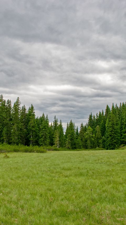 Download wallpaper 2160x3840 grass, field, trees, nature, green samsung galaxy s4, s5, note, sony xperia z, z1, z2, z3, htc one, lenovo vibe hd background