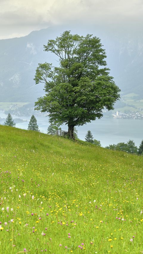 Download wallpaper 2160x3840 grass, flowers, field, tree, slope samsung galaxy s4, s5, note, sony xperia z, z1, z2, z3, htc one, lenovo vibe hd background