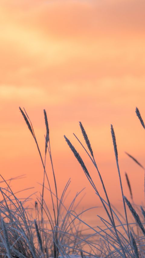 Download wallpaper 2160x3840 grass, frost, sunrise samsung galaxy s4, s5, note, sony xperia z, z1, z2, z3, htc one, lenovo vibe hd background
