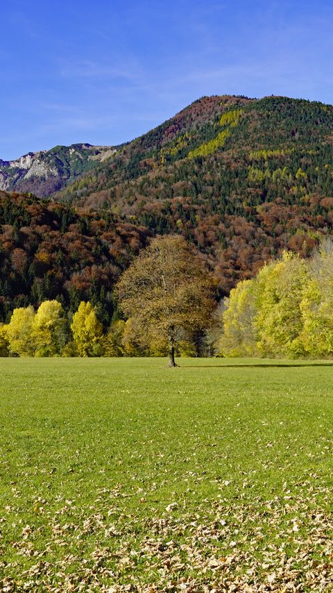 Download wallpaper 2160x3840 grass, leaves, dry, trees, mountains samsung galaxy s4, s5, note, sony xperia z, z1, z2, z3, htc one, lenovo vibe hd background