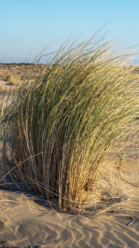 Download wallpaper 2160x3840 grass, sand, nature samsung galaxy s4, s5, note, sony xperia z, z1, z2, z3, htc one, lenovo vibe hd background