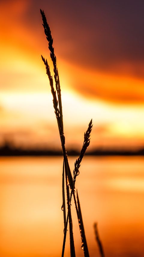 Download wallpaper 2160x3840 grass, silhouette, drops, water, macro samsung galaxy s4, s5, note, sony xperia z, z1, z2, z3, htc one, lenovo vibe hd background