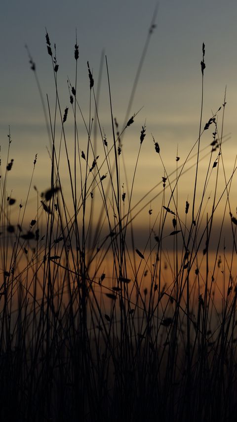 Download wallpaper 2160x3840 grass, silhouettes, twilight samsung galaxy s4, s5, note, sony xperia z, z1, z2, z3, htc one, lenovo vibe hd background