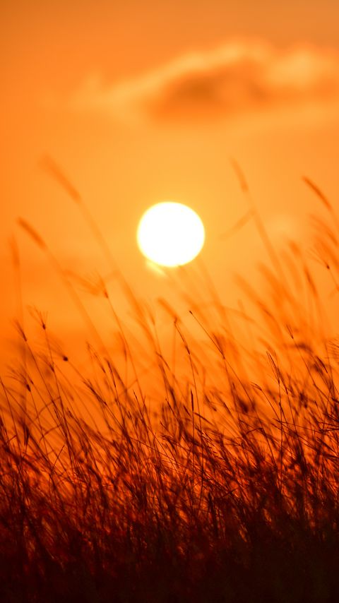 Download wallpaper 2160x3840 grass, sun, sunset, nature samsung galaxy s4, s5, note, sony xperia z, z1, z2, z3, htc one, lenovo vibe hd background