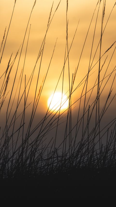Download wallpaper 2160x3840 grass, sun, sunset, dusk, nature samsung galaxy s4, s5, note, sony xperia z, z1, z2, z3, htc one, lenovo vibe hd background