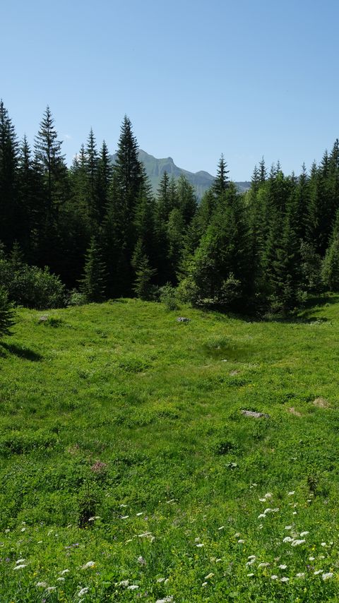 Download wallpaper 2160x3840 grass, trees, mountains, flowers samsung galaxy s4, s5, note, sony xperia z, z1, z2, z3, htc one, lenovo vibe hd background