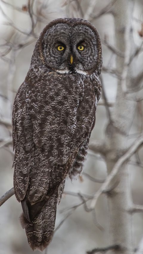 Download wallpaper 2160x3840 grey owl, owl, bird samsung galaxy s4, s5, note, sony xperia z, z1, z2, z3, htc one, lenovo vibe hd background
