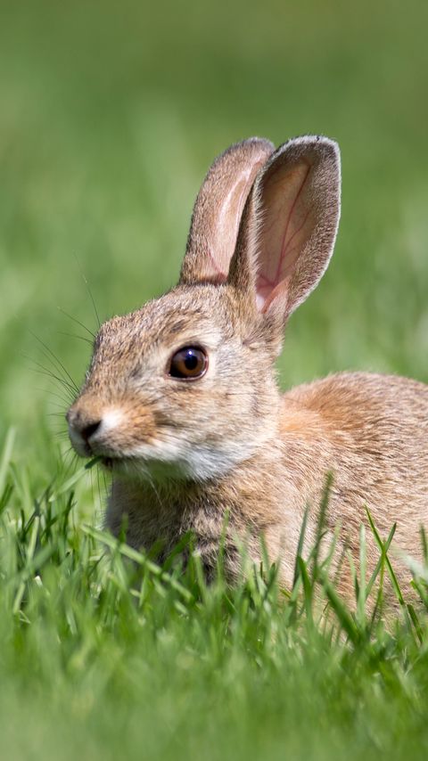 Download wallpaper 2160x3840 hare, grass, wildlife samsung galaxy s4, s5, note, sony xperia z, z1, z2, z3, htc one, lenovo vibe hd background
