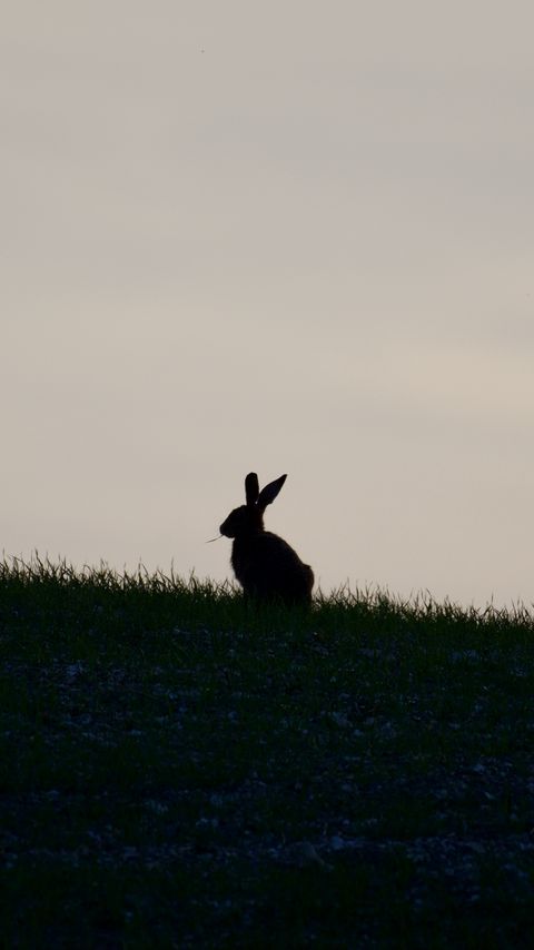 Download wallpaper 2160x3840 hare, silhouette, grass, animal, dark samsung galaxy s4, s5, note, sony xperia z, z1, z2, z3, htc one, lenovo vibe hd background