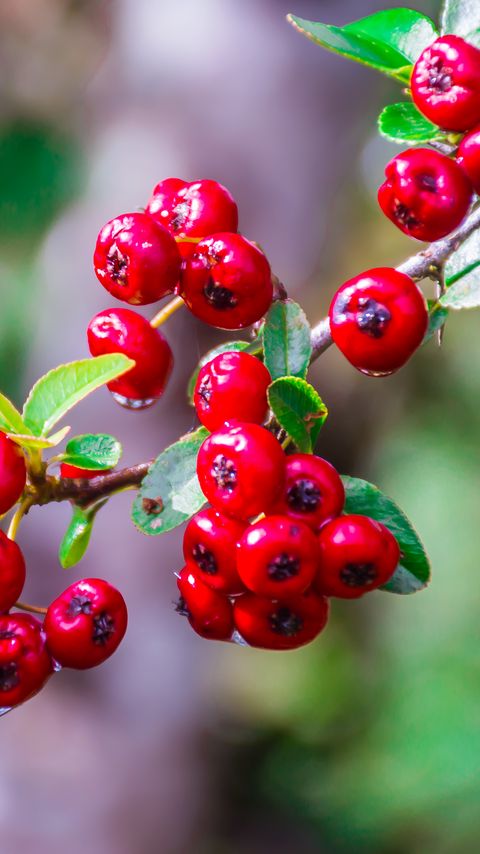 Download wallpaper 2160x3840 hawthorn, berries, branch, macro samsung galaxy s4, s5, note, sony xperia z, z1, z2, z3, htc one, lenovo vibe hd background