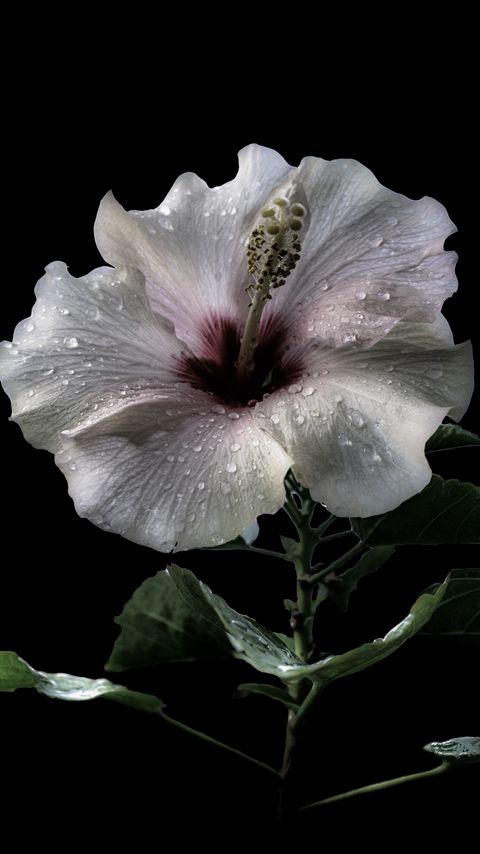 Download wallpaper 2160x3840 hibiscus, petals, drops, flower samsung galaxy s4, s5, note, sony xperia z, z1, z2, z3, htc one, lenovo vibe hd background