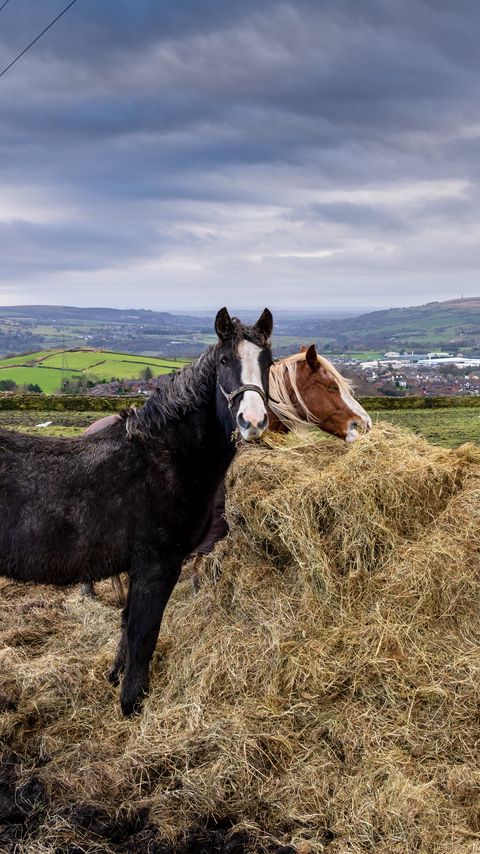 Download wallpaper 2160x3840 horses, animals, hay samsung galaxy s4, s5, note, sony xperia z, z1, z2, z3, htc one, lenovo vibe hd background