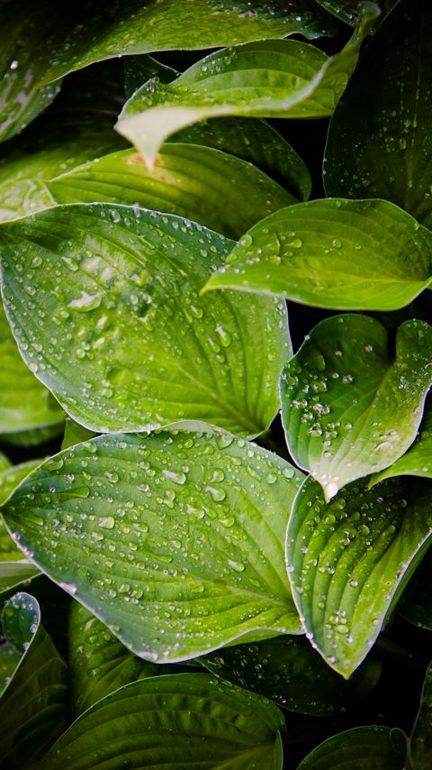 Download wallpaper 2160x3840 hosta, leaves, drops, water, plant, macro samsung galaxy s4, s5, note, sony xperia z, z1, z2, z3, htc one, lenovo vibe hd background