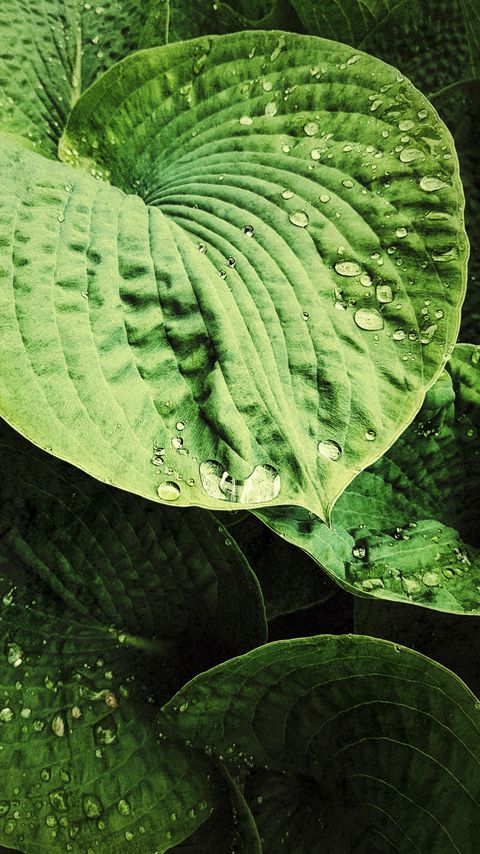 Download wallpaper 2160x3840 hosta, leaves, drops, relief, macro samsung galaxy s4, s5, note, sony xperia z, z1, z2, z3, htc one, lenovo vibe hd background