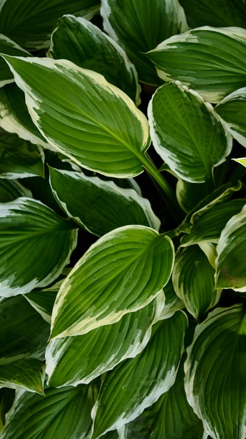 Download wallpaper 2160x3840 hosta, leaves, macro, plant, green samsung galaxy s4, s5, note, sony xperia z, z1, z2, z3, htc one, lenovo vibe hd background