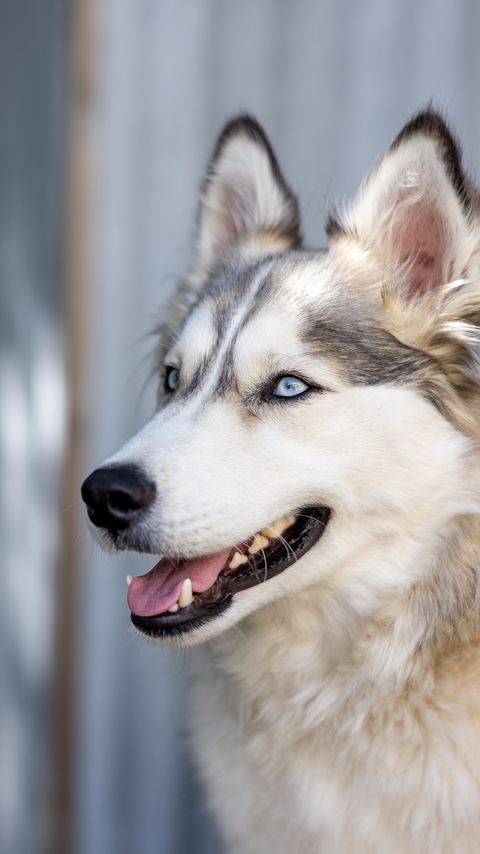 Download wallpaper 2160x3840 husky, dog, pet, cute, protruding tongue samsung galaxy s4, s5, note, sony xperia z, z1, z2, z3, htc one, lenovo vibe hd background