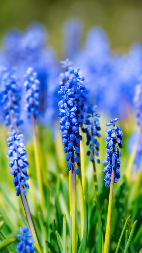 Download wallpaper 2160x3840 hyacinth, inflorescence, leaves, flowers samsung galaxy s4, s5, note, sony xperia z, z1, z2, z3, htc one, lenovo vibe hd background