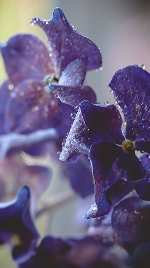 Download wallpaper 2160x3840 hydrangea, water, drops, macro, purple samsung galaxy s4, s5, note, sony xperia z, z1, z2, z3, htc one, lenovo vibe hd background